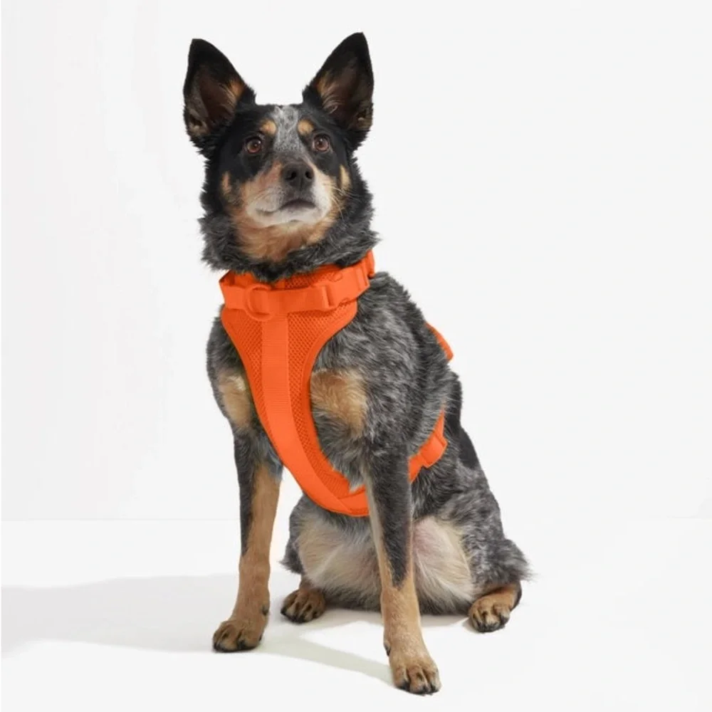 Wild One Dog Harness - Blaze - Size: XS
